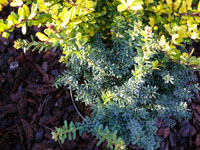 Podocarpus a. Blue Gem.jpg_s.jpg